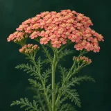 Yarrow with tiny coral flowers in a broad flat-topped cluster and feathery leaves against dark green