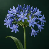 Umbel of blue agapanthus flowers against dark green