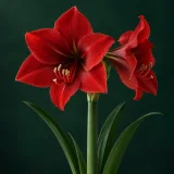 Amaryllis against a dark green background