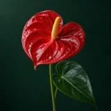 Anthurium against a dark green background