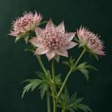 Astrantia with pink star-shaped bracts against dark green