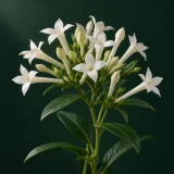 White tubular bouvardia flowers with four lobes against dark green