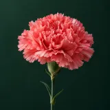 Carnation against a dark green background