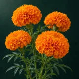 Four rounded orange Mexican marigold heads with ruffled petals and divided green leaves against a dark green background