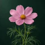Pink-petalled cosmos with a yellow disc against dark green