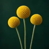 Round yellow craspedia flower heads against dark green