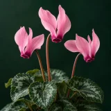 Cyclamen with swept-back pink petals and marbled leaves against dark green