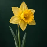 Daffodil against a dark green background