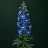 Delphinium against a dark green background