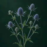 Blue sea holly with oval flower heads and narrow pointed bracts against dark green
