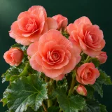 Elatior begonia with double coral flowers and green leaves against a dark green background