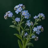 Forget-me-not with small blue five-lobed flowers and yellow eyes on slender stems against a dark green background