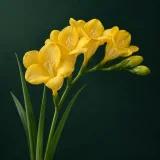 Freesia against a dark green background