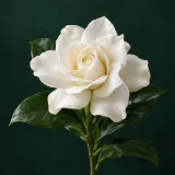 Gardenia against a dark green background