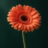 Coral-orange gerbera against a dark green background