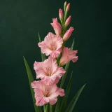Gladiolus against a dark green background