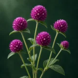 Sechs runde purpurrosa Kugelamaranthköpfe mit winzigen hellen Blüten und grünen Blättern vor dunkelgrünem Hintergrund