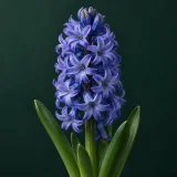 Hyacinth against a dark green background
