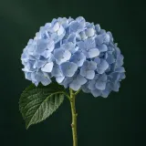 Blue hydrangea flower head against a dark green background