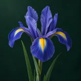 Dutch iris against a dark green background