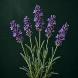 Lavender against a dark green background