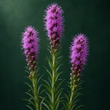 Drei violettrosa Prachtscharten-Blütenstände mit schmalen Blättern vor dunkelgrünem Hintergrund