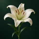 Open white lily against a dark green background