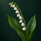 Lily of the valley with hanging white bells and broad green leaves against dark green