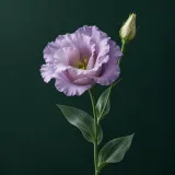 Lavender lisianthus with a bud against a dark green background