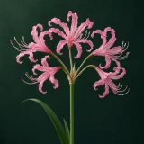 Pink nerine with narrow wavy tepals and long stamens against dark green