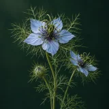 Love-in-a-mist with pale blue flowers, dark stamens and threadlike green bracts against a dark green background