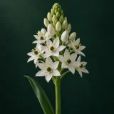 Ornithogalum with star-shaped white flowers, dark green centres and buds against dark green