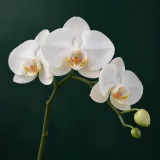 White phalaenopsis orchid flowers on an arching stem against dark green