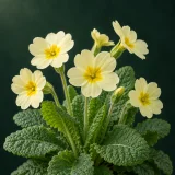 primrose with pale-yellow flowers over a green rosette against a dark green background