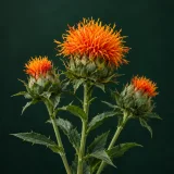 Safflower with orange florets, green involucres and spiny leaves against a dark green background