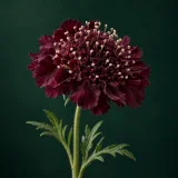 Scabiosa against a dark green background
