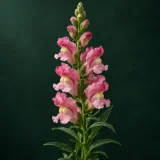 Snapdragon against a dark green background