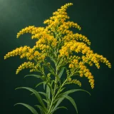 Branching goldenrod sprays with small yellow flowers against a dark green background