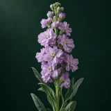 Cluster of lavender-coloured stock flowers against dark green
