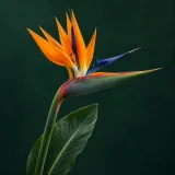 Bird of paradise against a dark green background