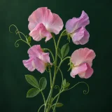 Sweet pea against a dark green background