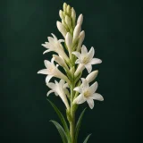 Spike of open white tuberose flowers against dark green