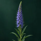 Blue-violet speedwell spike with tiny flowers and visible stamens against dark green