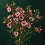 Waxflower against a dark green background